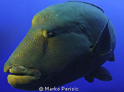 The Resident Napoleon Wrasses of Little Brother Reef. by Marko Perisic 